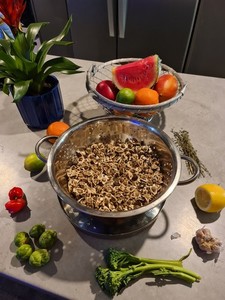 Jamaican organic moringa seeds premium quality 100 pack - grow or eat